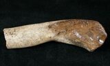 Bargain Dinosaur Bone - Partial Theropod Toe? #13995-1